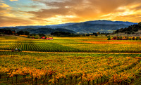 Vintner's Dream