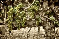 Sauvignon Blanc Glory_sepia