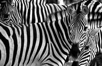 Festival of Stripes