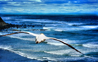Freedom