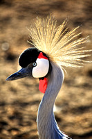 Hows My Hair?