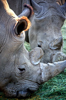 Chillin Rhinos