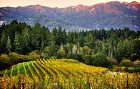 Schramsberg Twilight