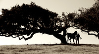 Horse Whisperer