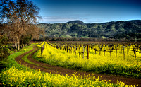 Mustard Season
