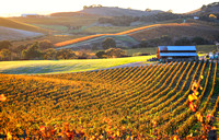 Pastoral Du Vin