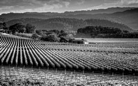 Wine Country B&W