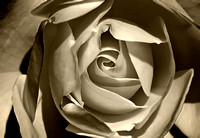 Classic Rose_sepia