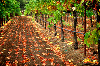Chandon Fall Vineyard