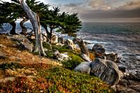 Windy Cypress Afternoon
