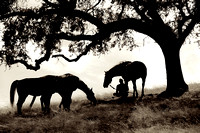 The Horse Whisperer 16