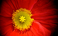 Divine Poppy