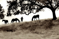 The Horse Whisperer 9