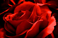 Serene Red Rose