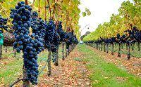 Groth Reserve