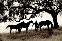 The Horse Whisperer 12