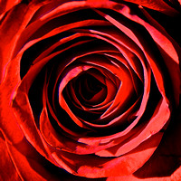 Red Rose Magic