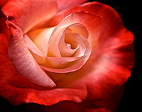 Flower Finals 39