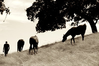 The Horse Whisperer 2
