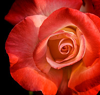 Flower Finals 40
