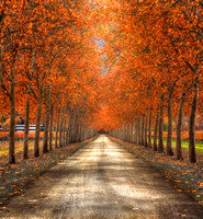 Autumn Skies