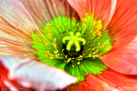 Eternal Poppy