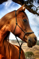 The Happy Horse