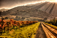 Old Vineyard Road 2