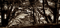 Carmel Magic_sepia