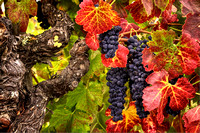 Ripe Petite Sirah