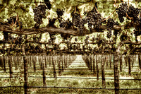 Cabernet Abundance_sepia