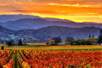 Vintner's Sunset