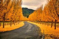 Pleasant Fall Drive