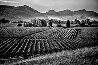 Fields of Fortune B&W