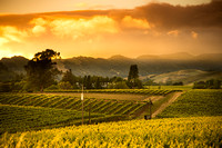 California Gold