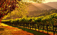 Inglenook Winery