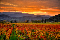 Vintner's Sunset 2