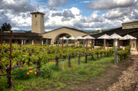 Mondavi Spring Poppies