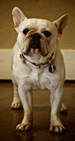 Frenchie