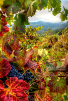 Syrah Seas_vertical