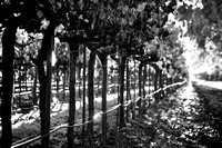Sweet Fall B&W