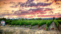 Peju Summer Sunset