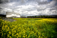 Winery In The Mustards
