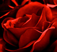 Serene Red Rose