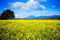 Mustard Flower Prairies