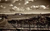 Chandon Carneros_sepia