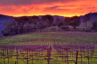 Mustard Sunset