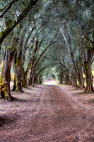 Olive Tree Lane