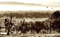 Trefethen Morning Harvest_sepia