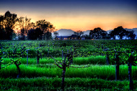 Silver Oak Twilight